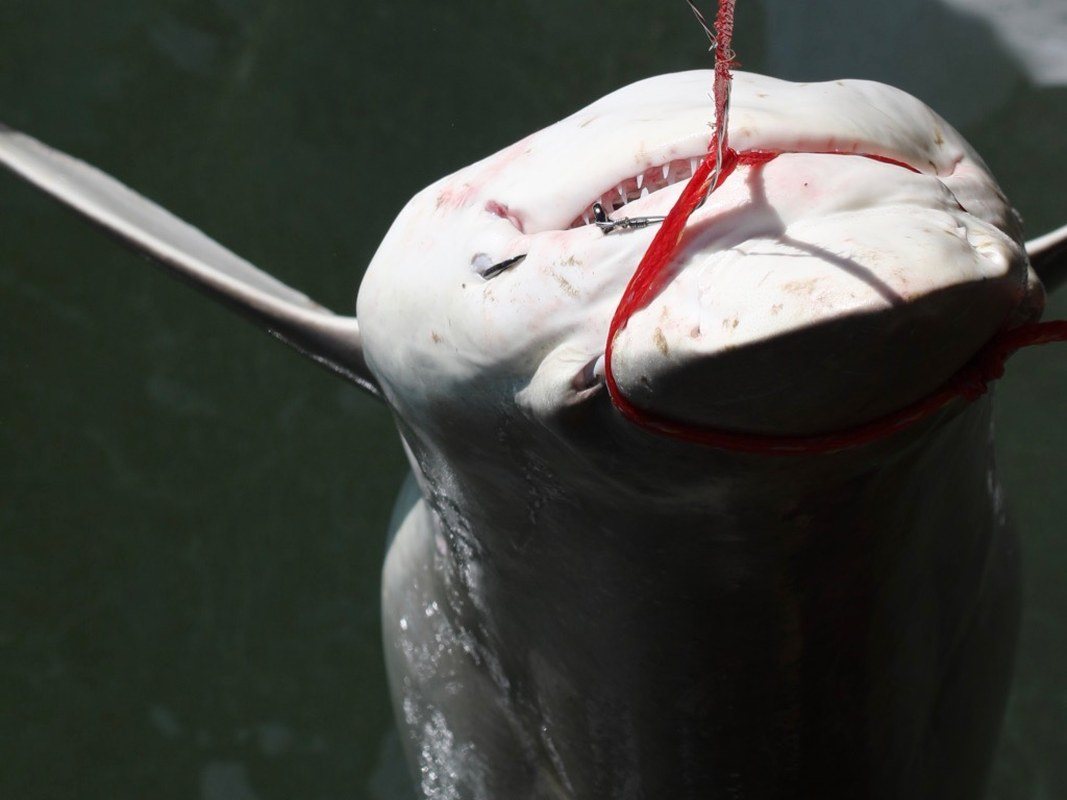 A Shark, What Else