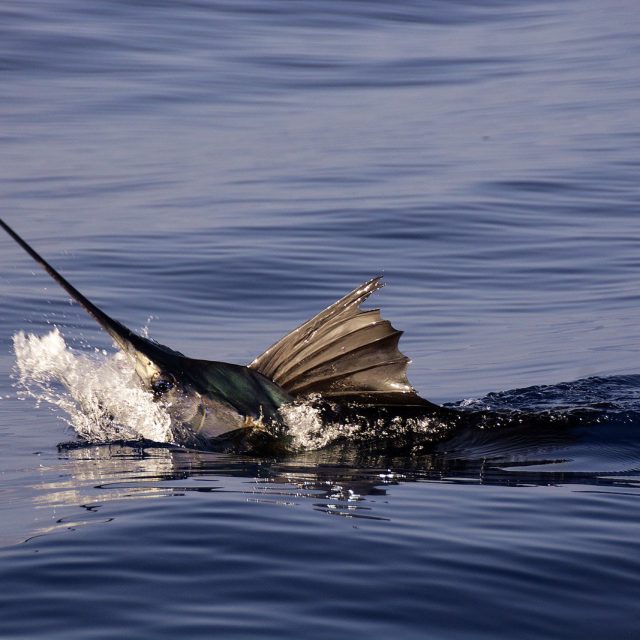 The Sailfish Capital Of The World.