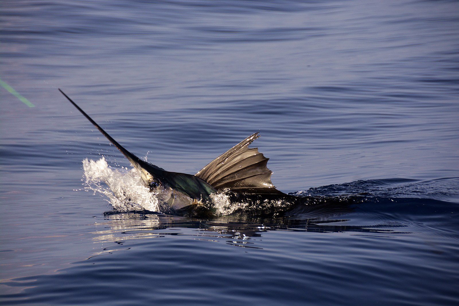 The Sailfish Capital Of The World.