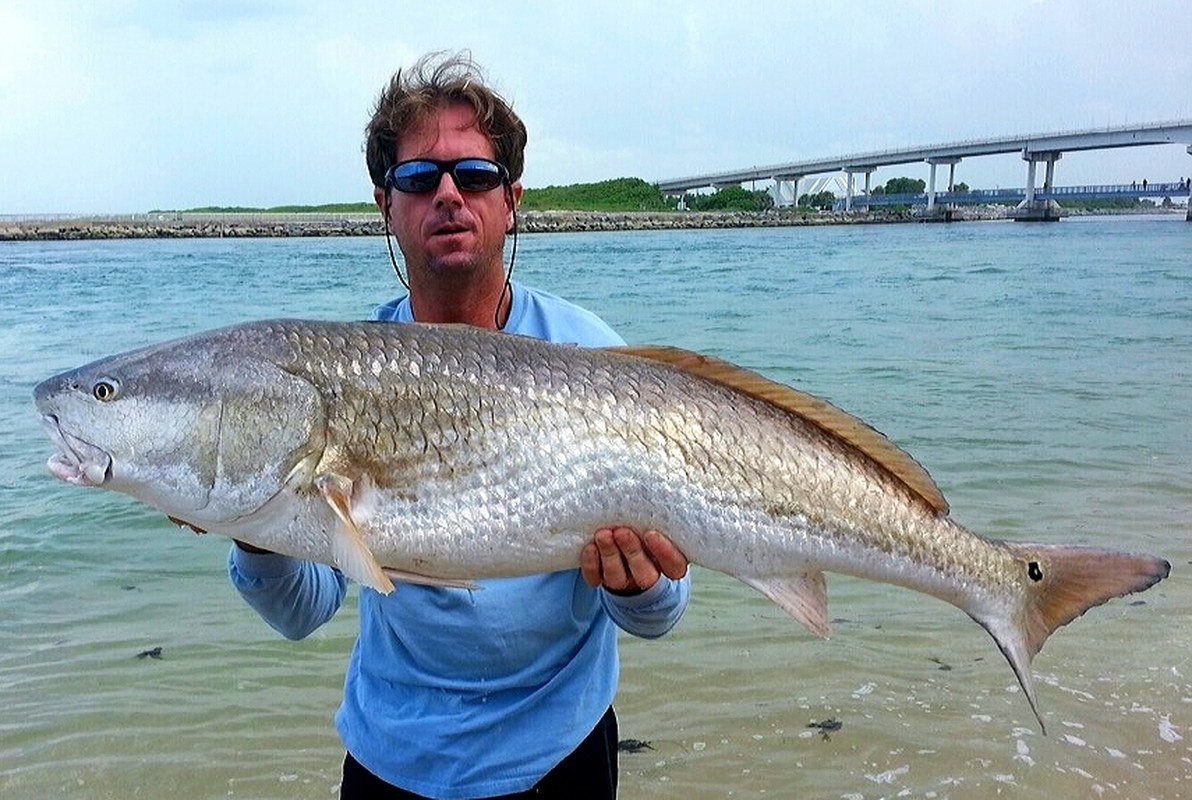 Bull Redfish From The Sebastian Inlet