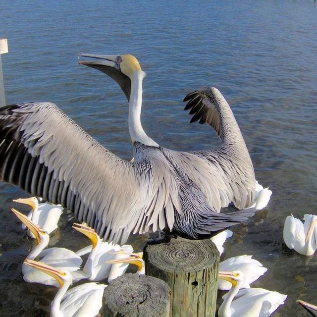 INDIAN RIVER NATURE-KING OF THE HILL