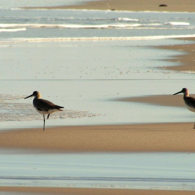 Vero Shorebirds