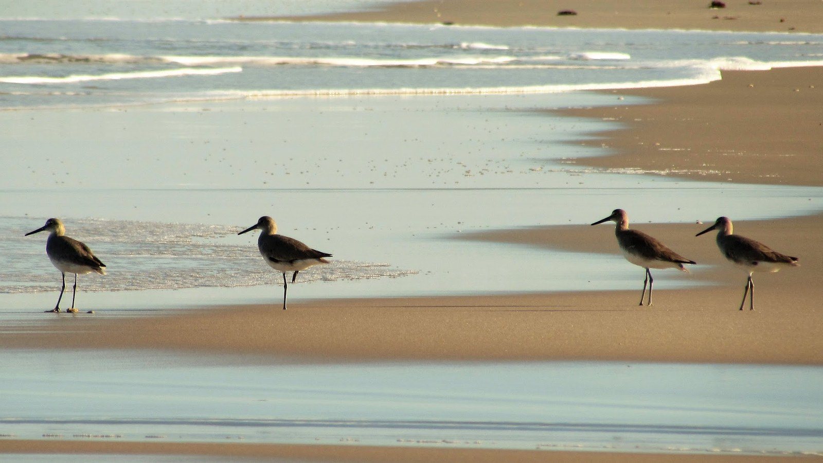 Vero Shorebirds