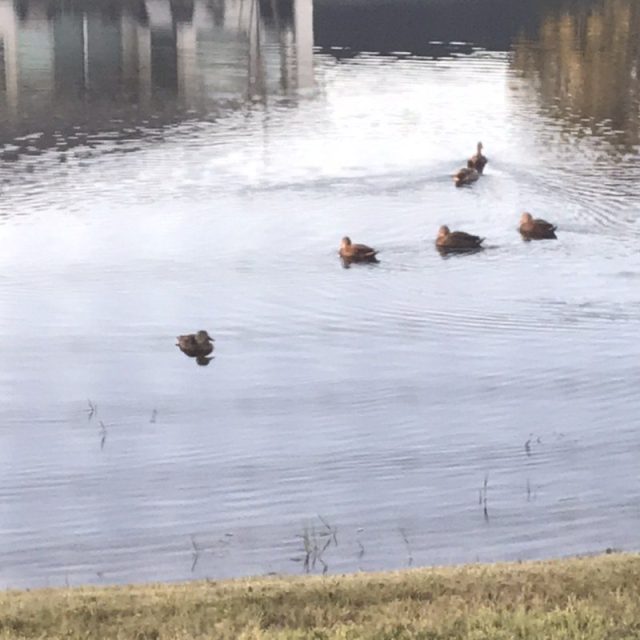Just Ducky