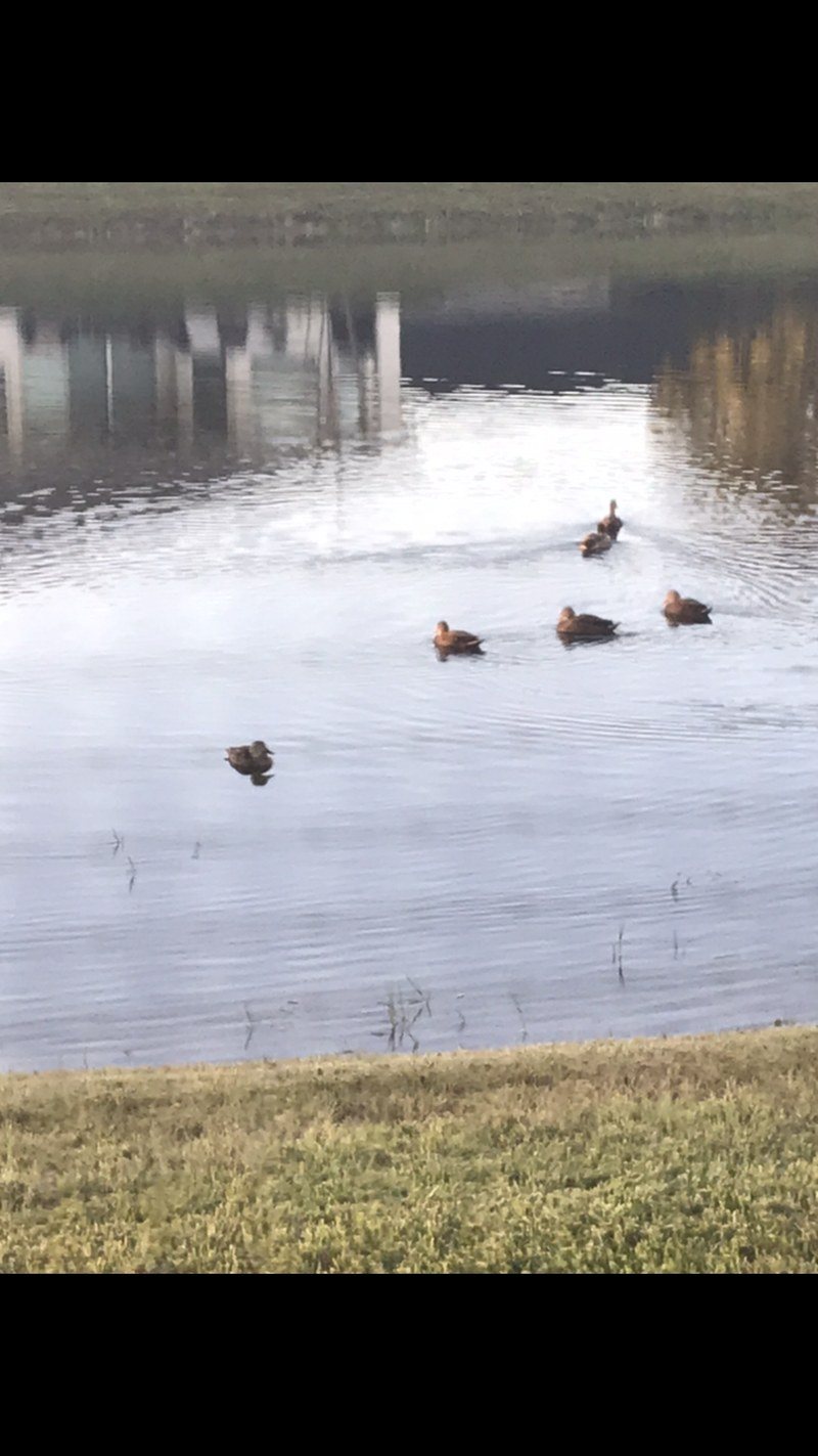 Just Ducky
