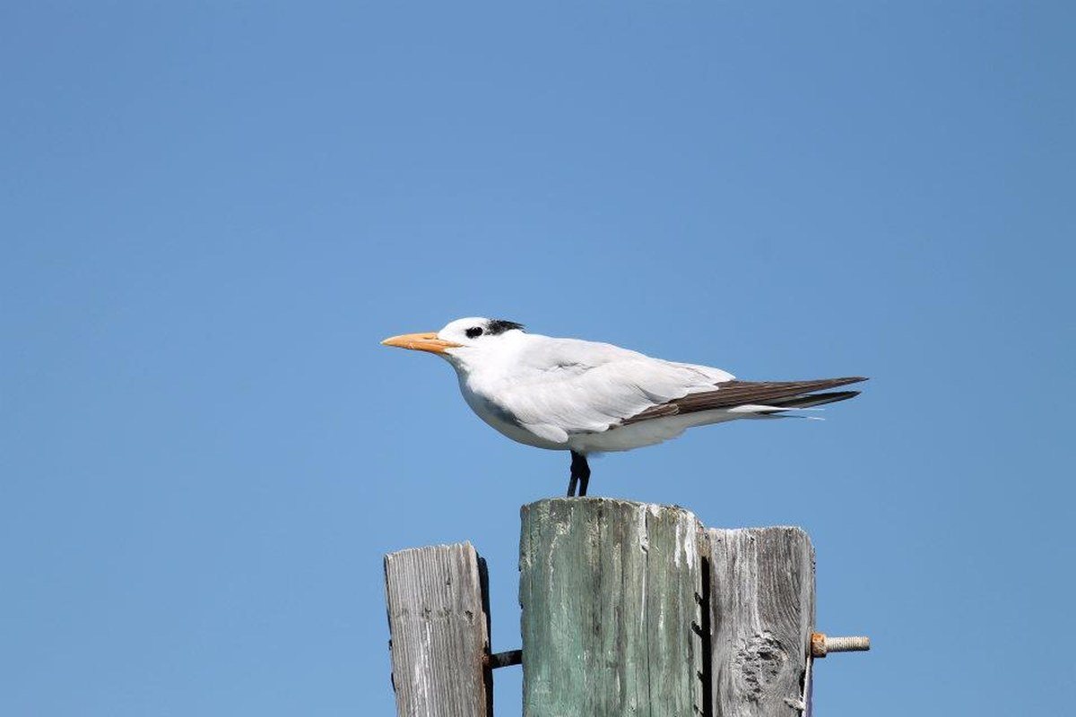 Keeping Watch On The River