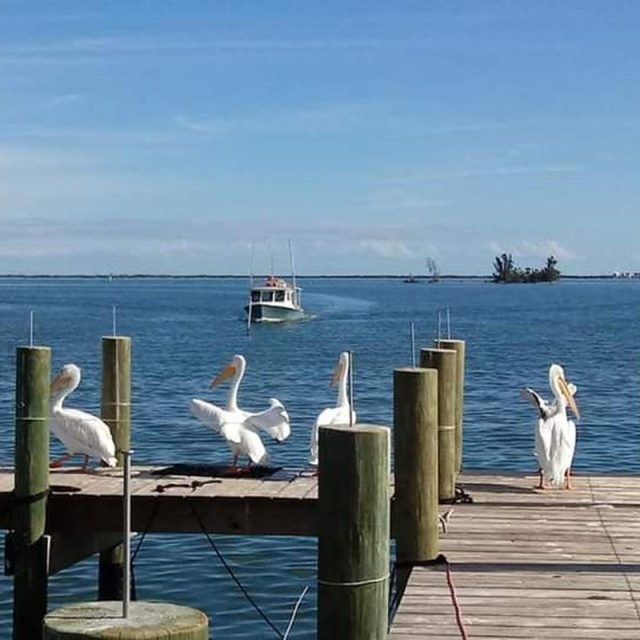 Fish Coming In!