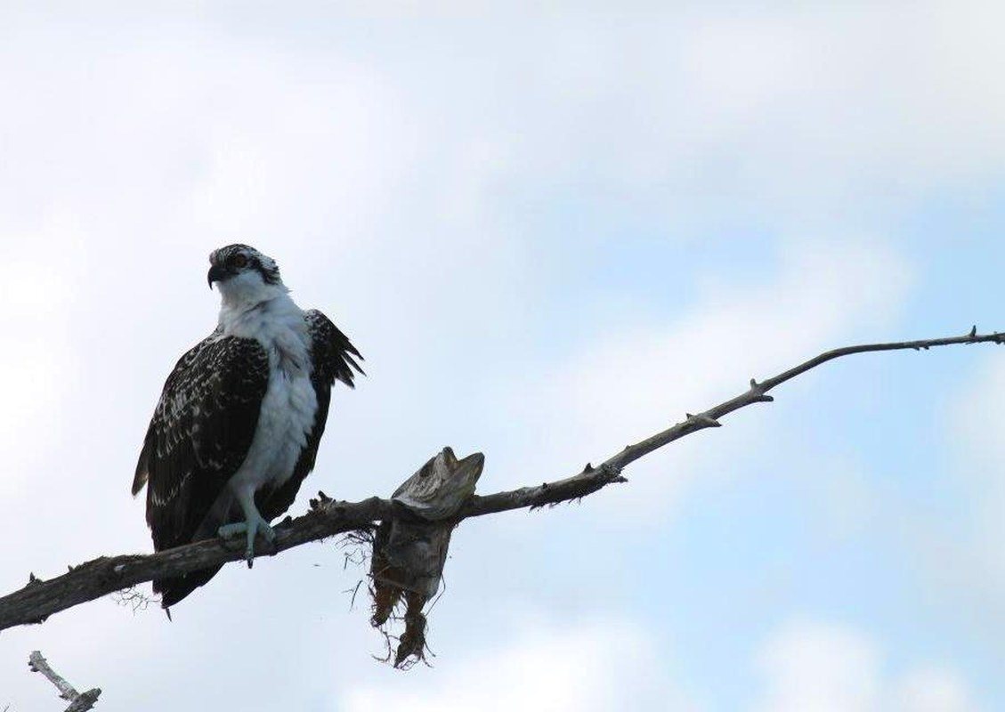 Osprey With A Hang Up