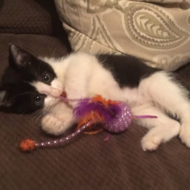 Spoiled Cutie