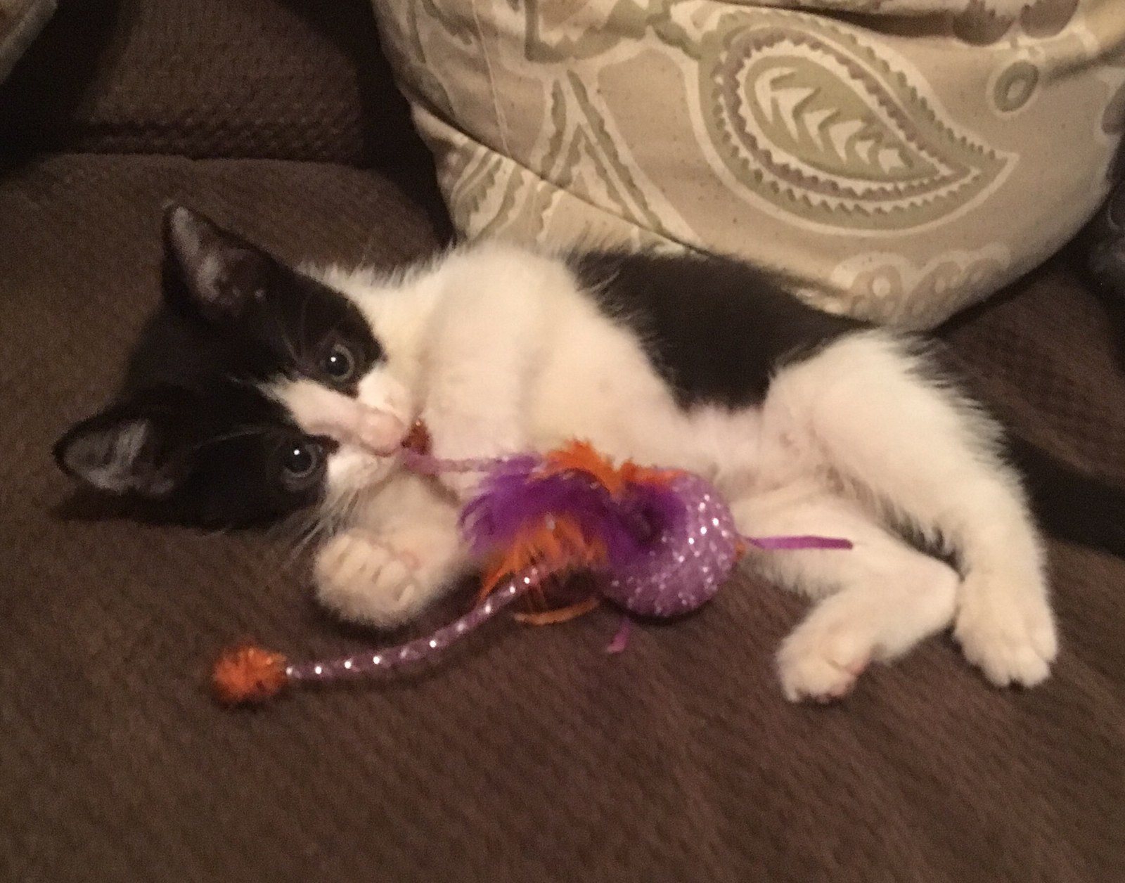 Spoiled Cutie
