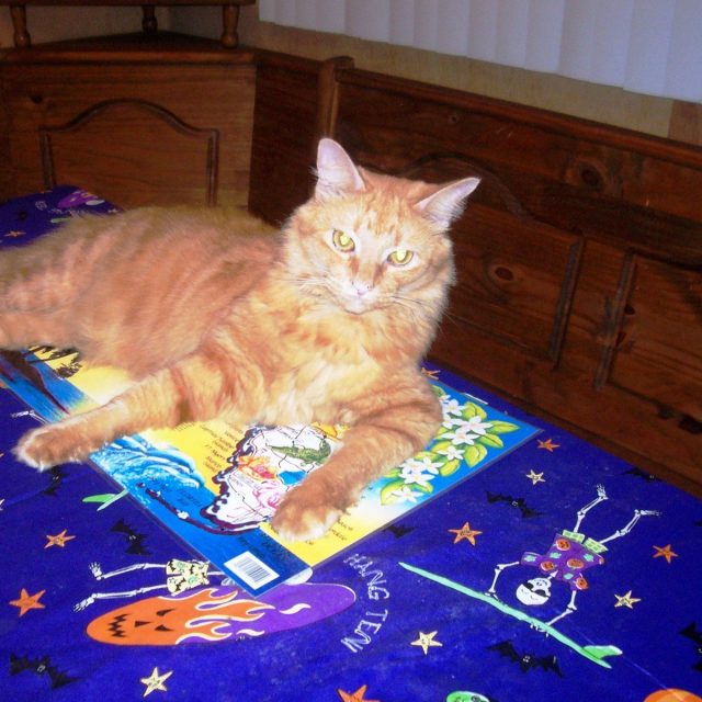 Trick Or Treat, Give Me Something Good To Eat