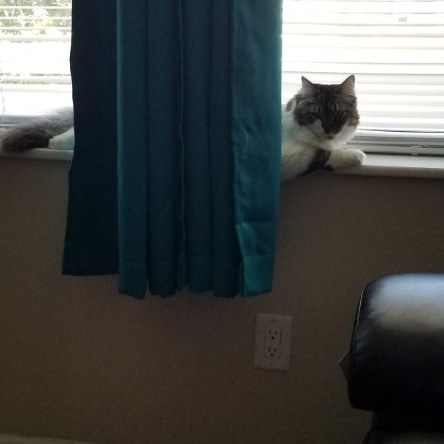 Window Watching