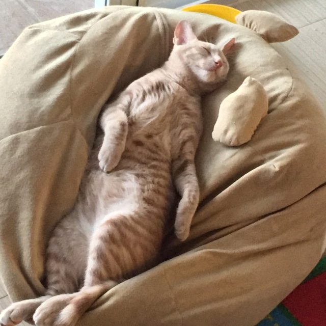 Finny's Naptime