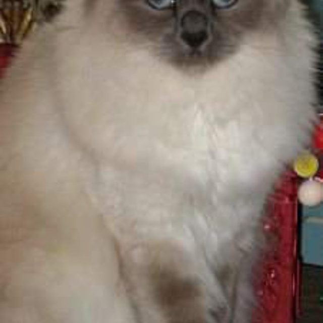 Blue Eyed Beauty