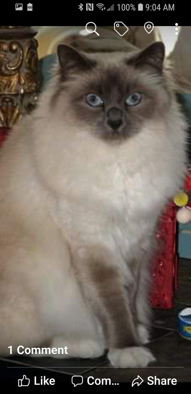 Blue Eyed Beauty