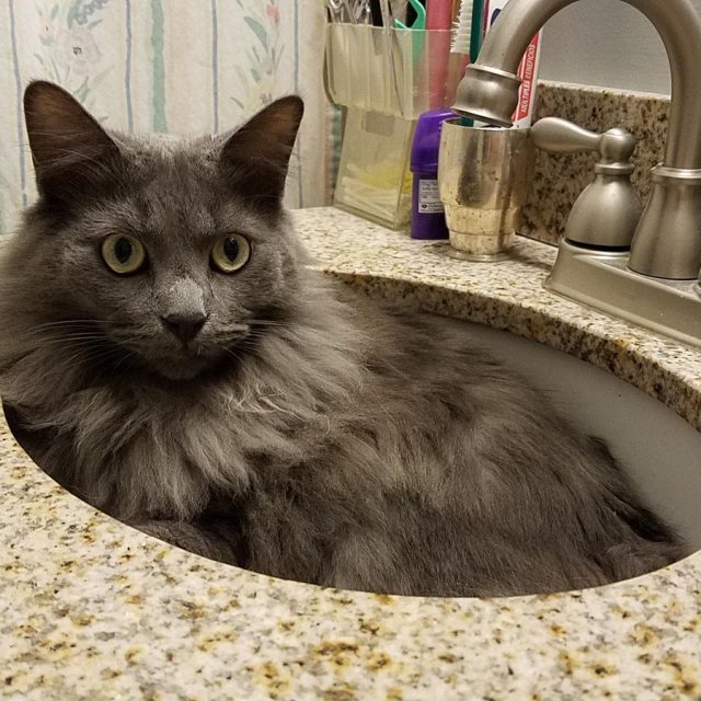 Blue In The Sink