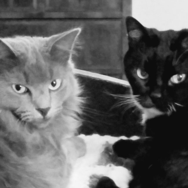 Blue And Scout