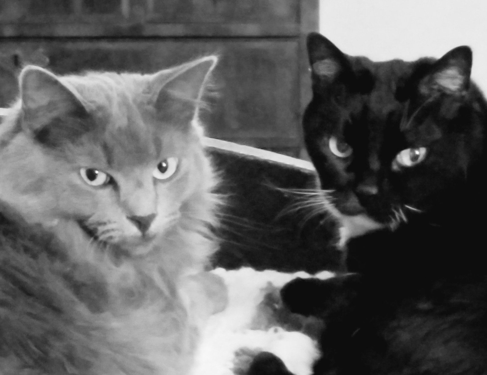 Blue And Scout