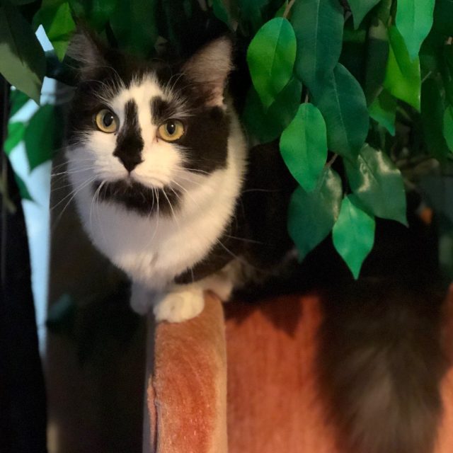 Opal Marie