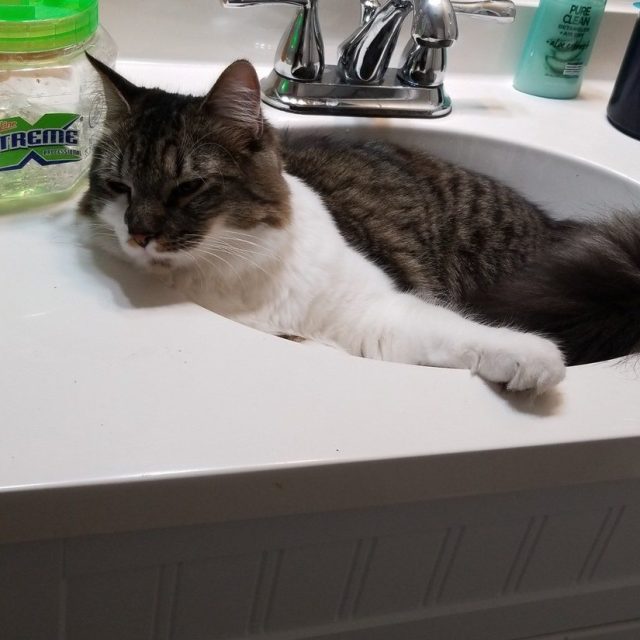 Sink Chillin'