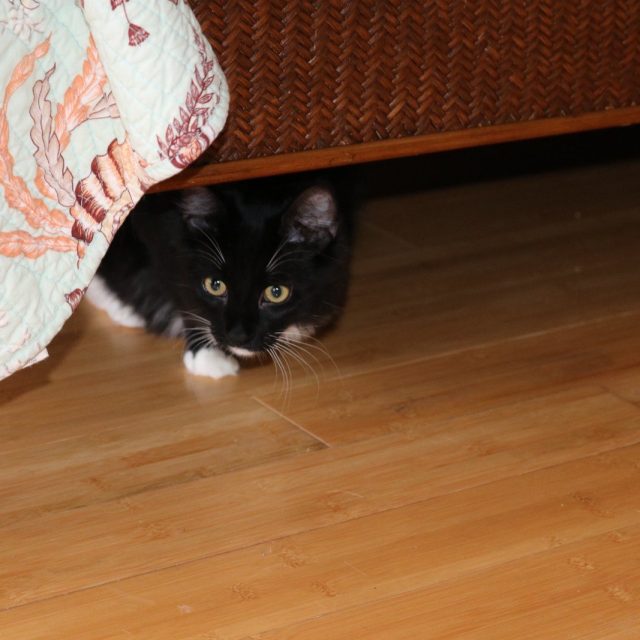May I Come Out Now?