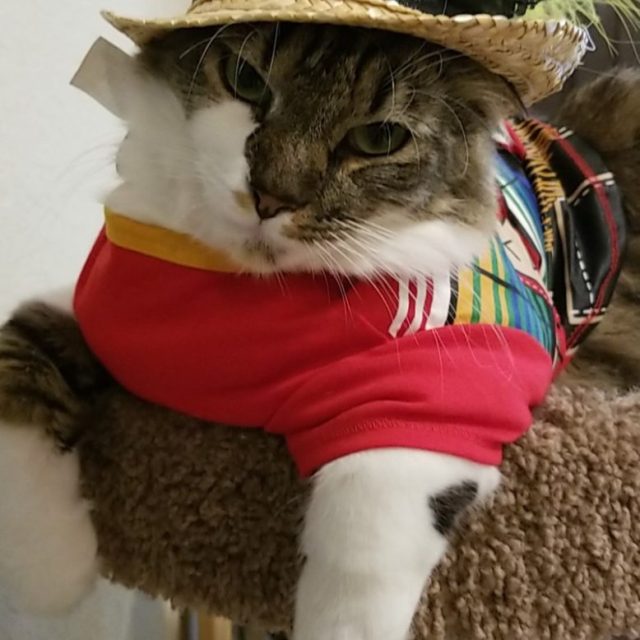 Kitty Chulo