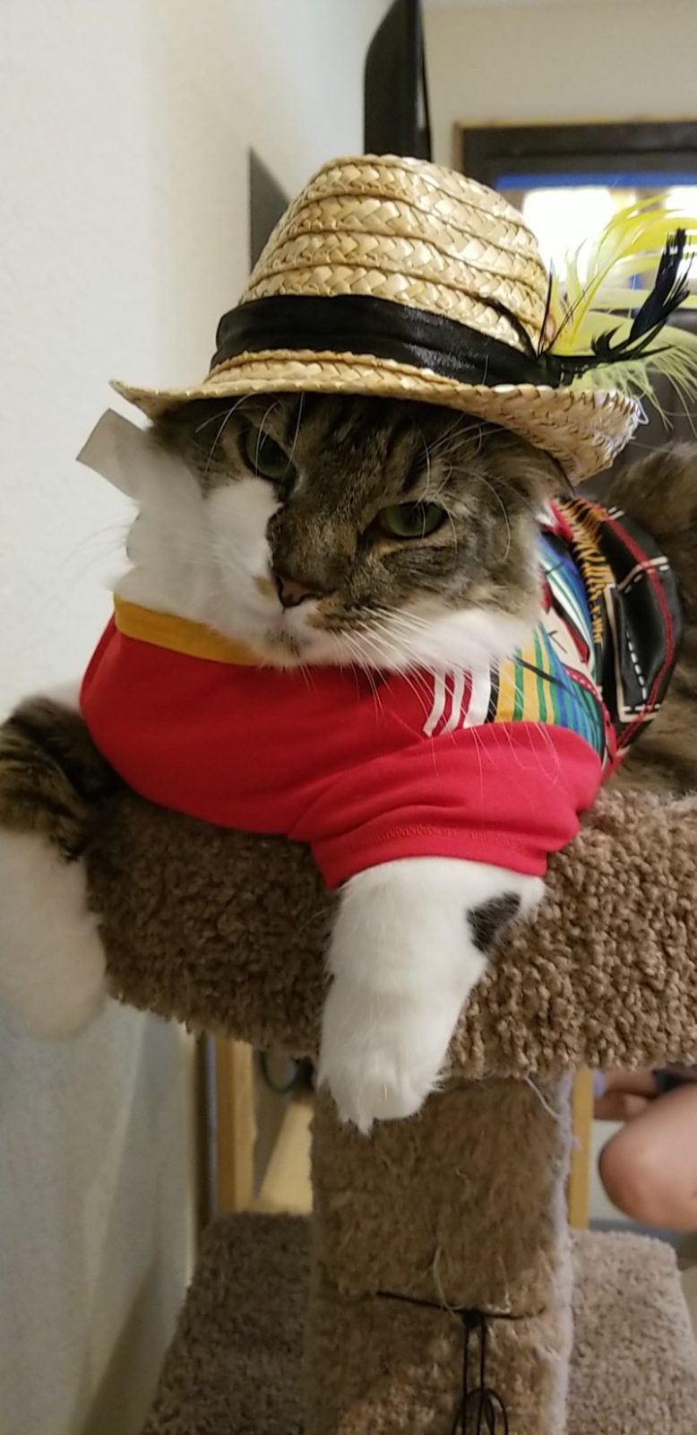 Kitty Chulo