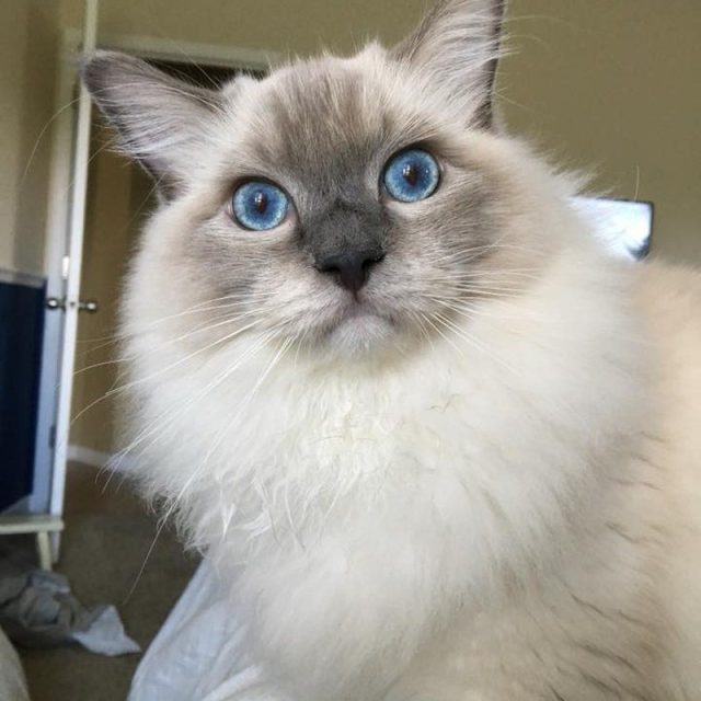 Benny The White Walker