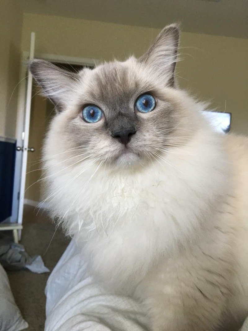 Benny The White Walker