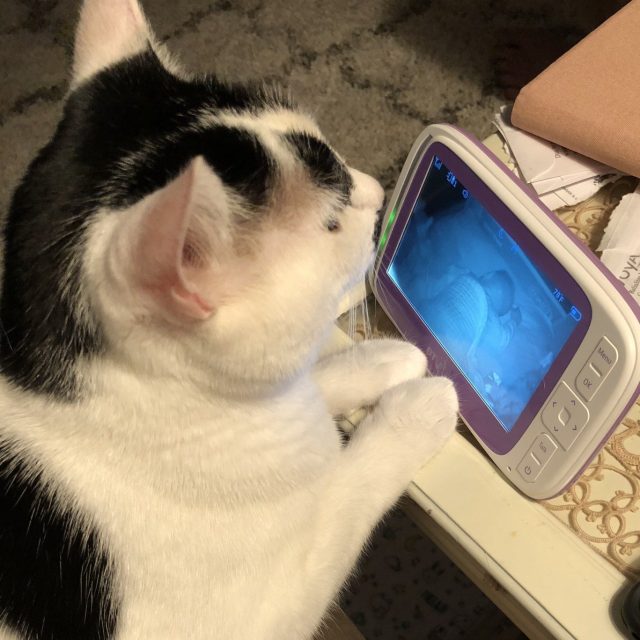 Charlie Watching Charlie