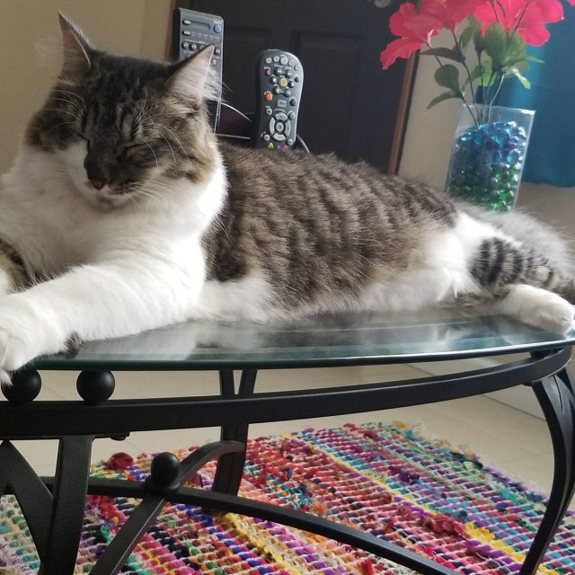Rescue Kitty