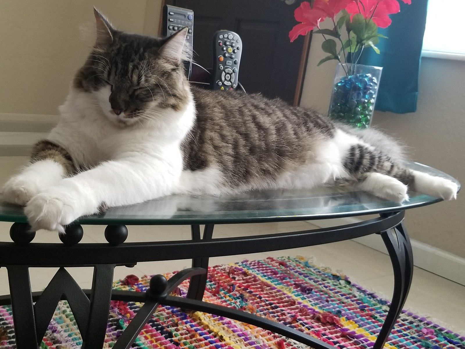 Rescue Kitty