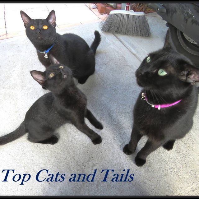 Top Cats And Tails