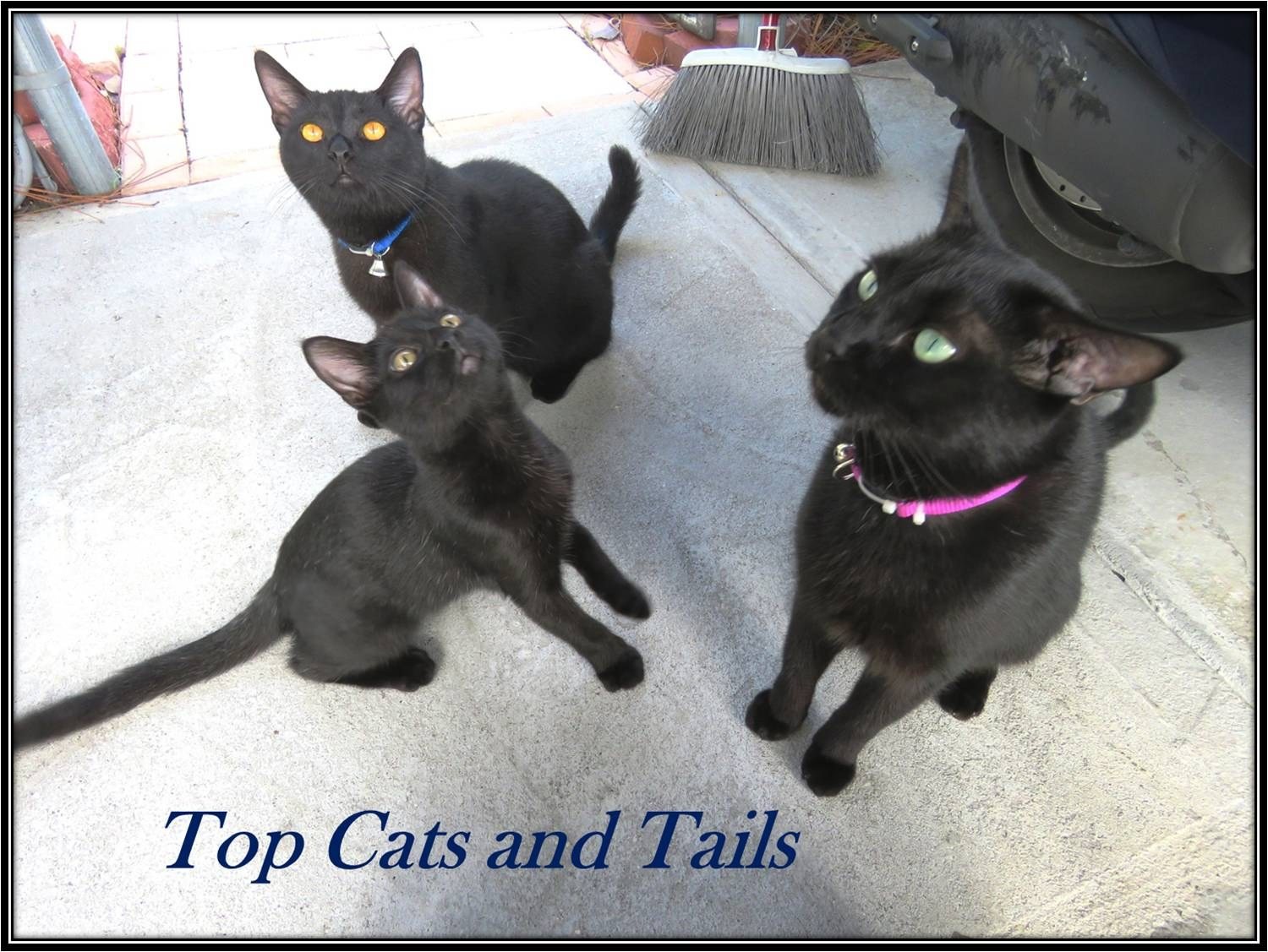 Top Cats And Tails