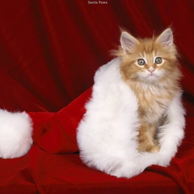 Christmas Kitty