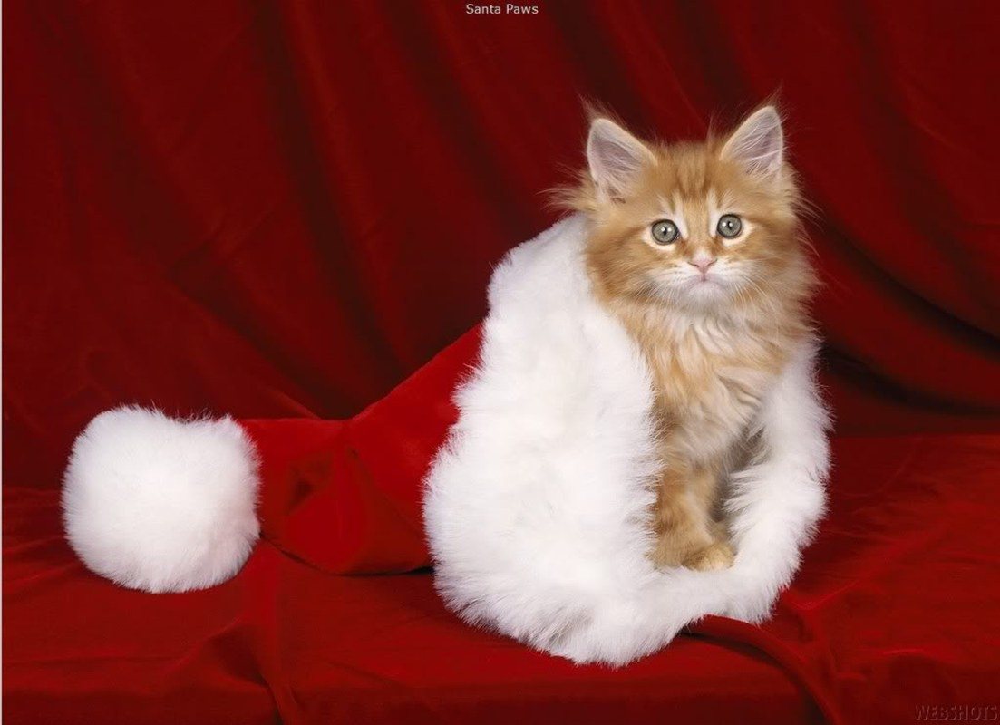 Christmas Kitty