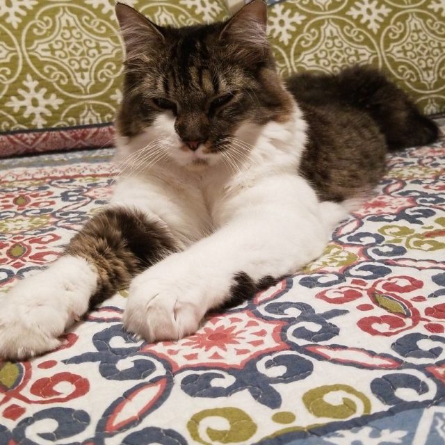 Cat Nappin'
