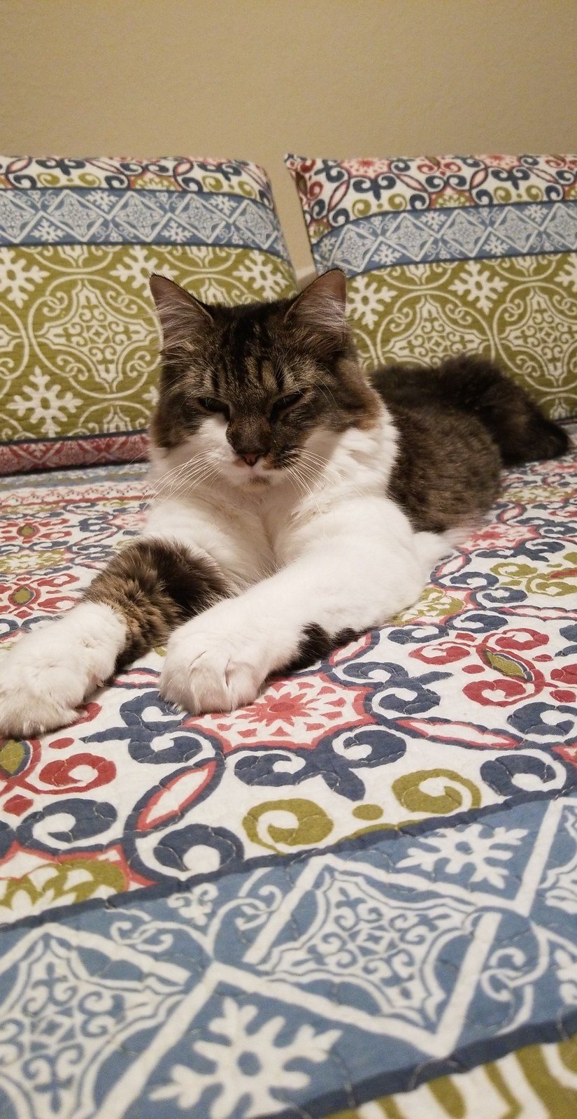Cat Nappin'