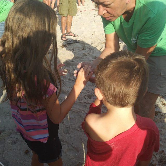 Turtle Dig - Checking Out The Hatchlings