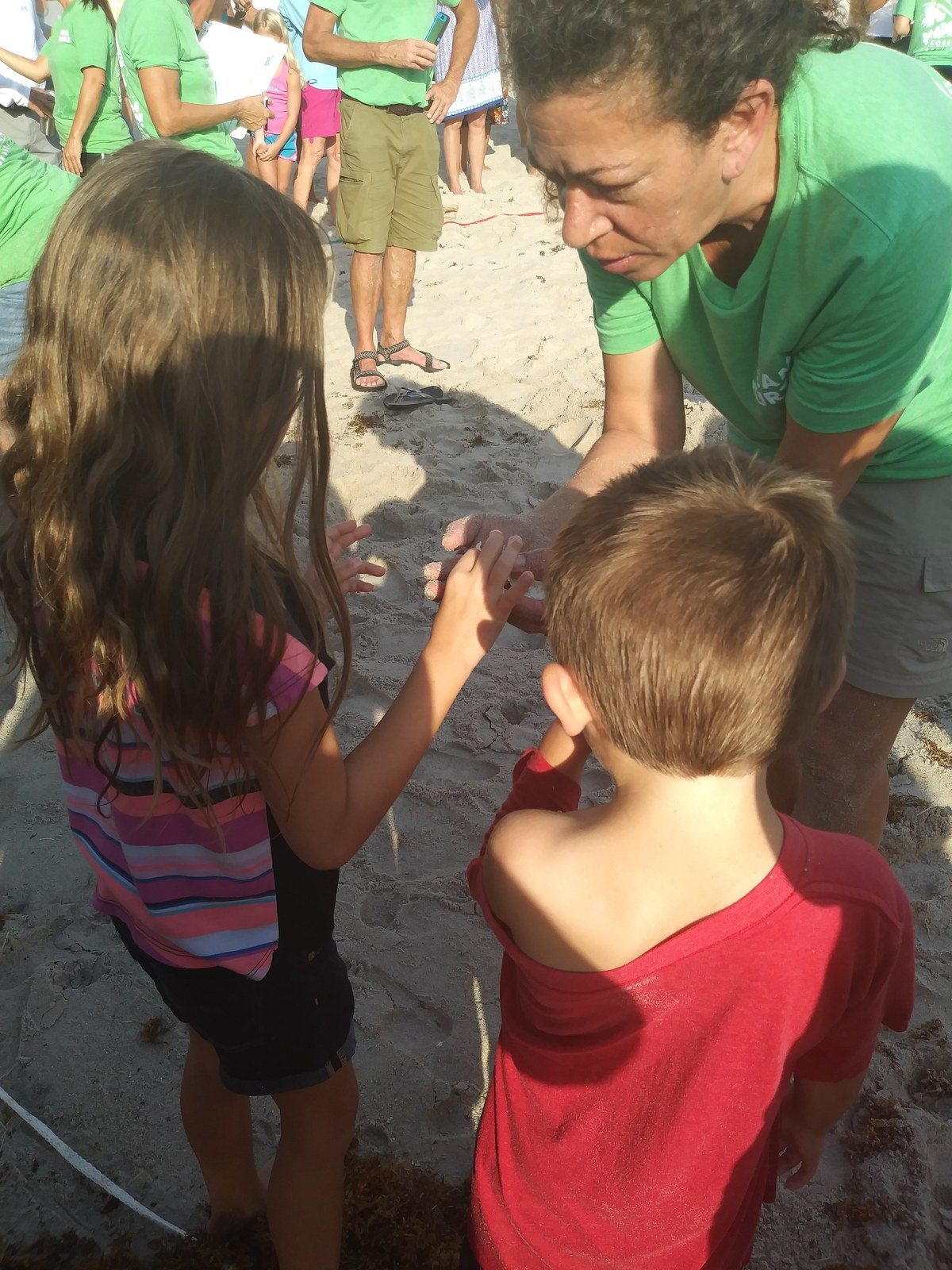 Turtle Dig - Checking Out The Hatchlings