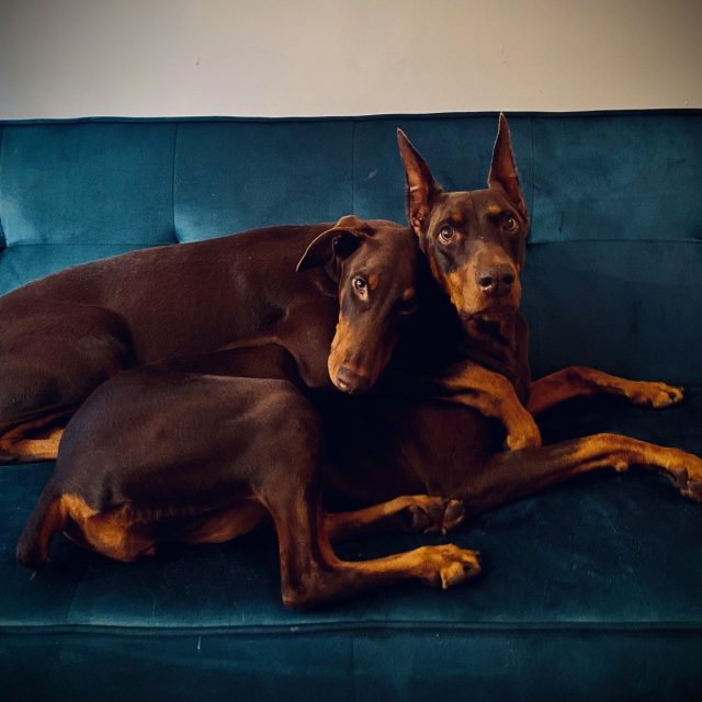 Puppy Love