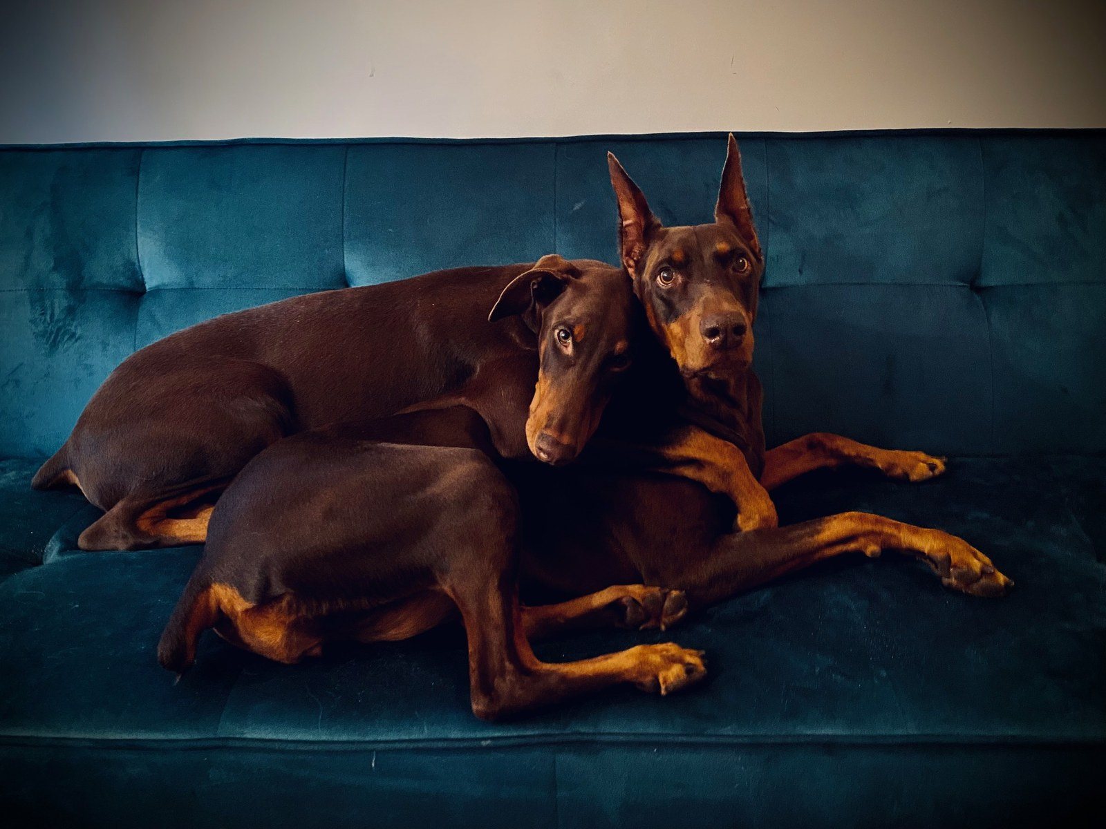 Puppy Love