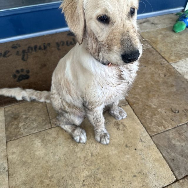 Dirty Girl