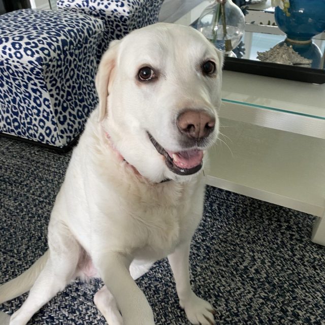 Pets Please