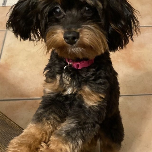 Vero's Best Dog Photo Contest 2023