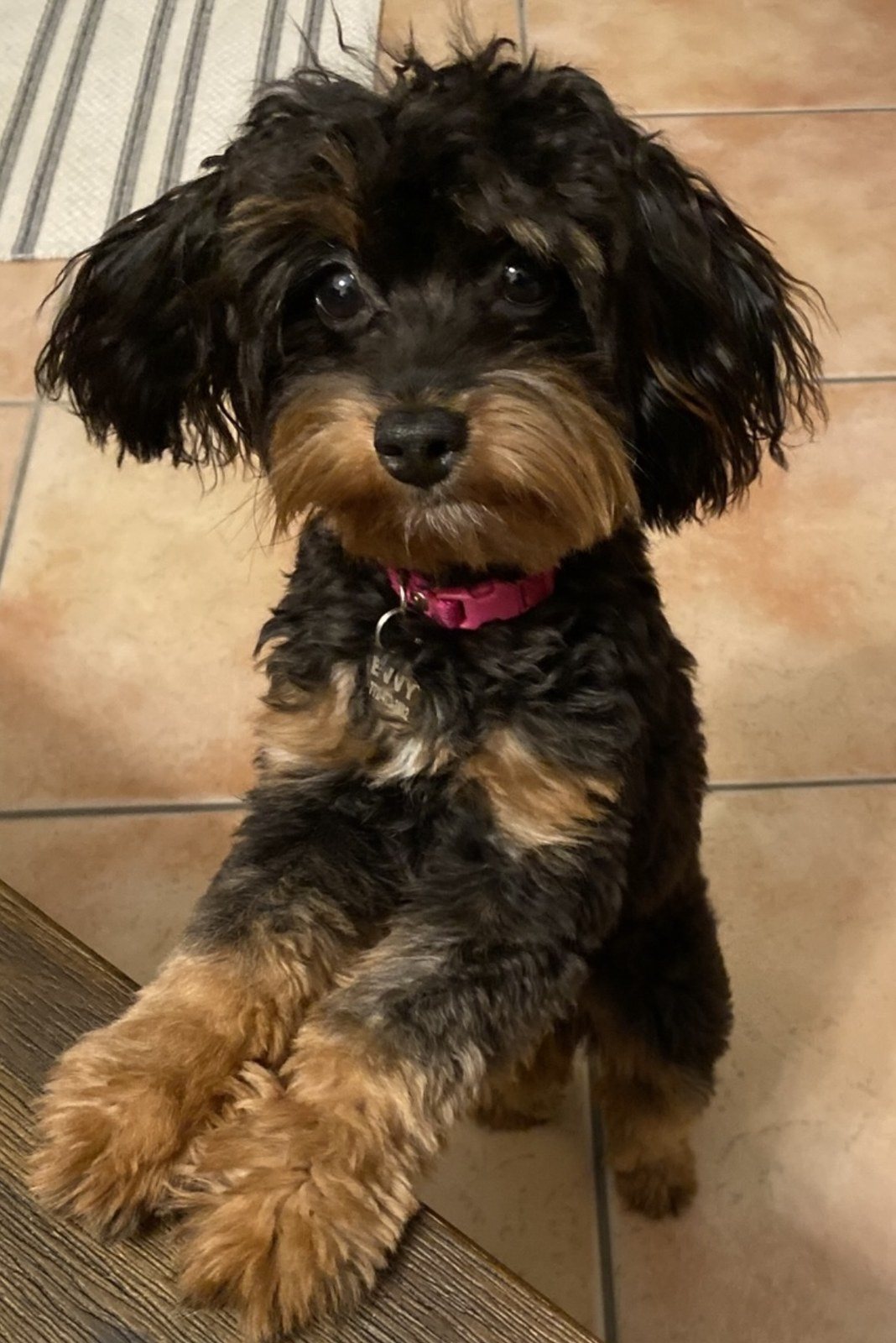 Vero's Best Dog Photo Contest 2023