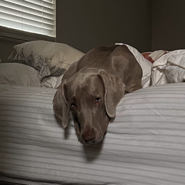 Are You Coming Back To Bed?