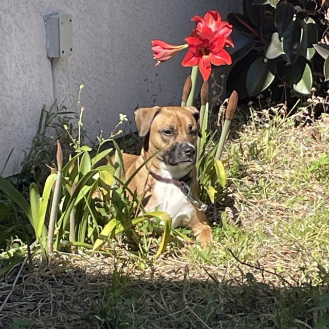 Sweet Pea Identifies As A Flower 😂