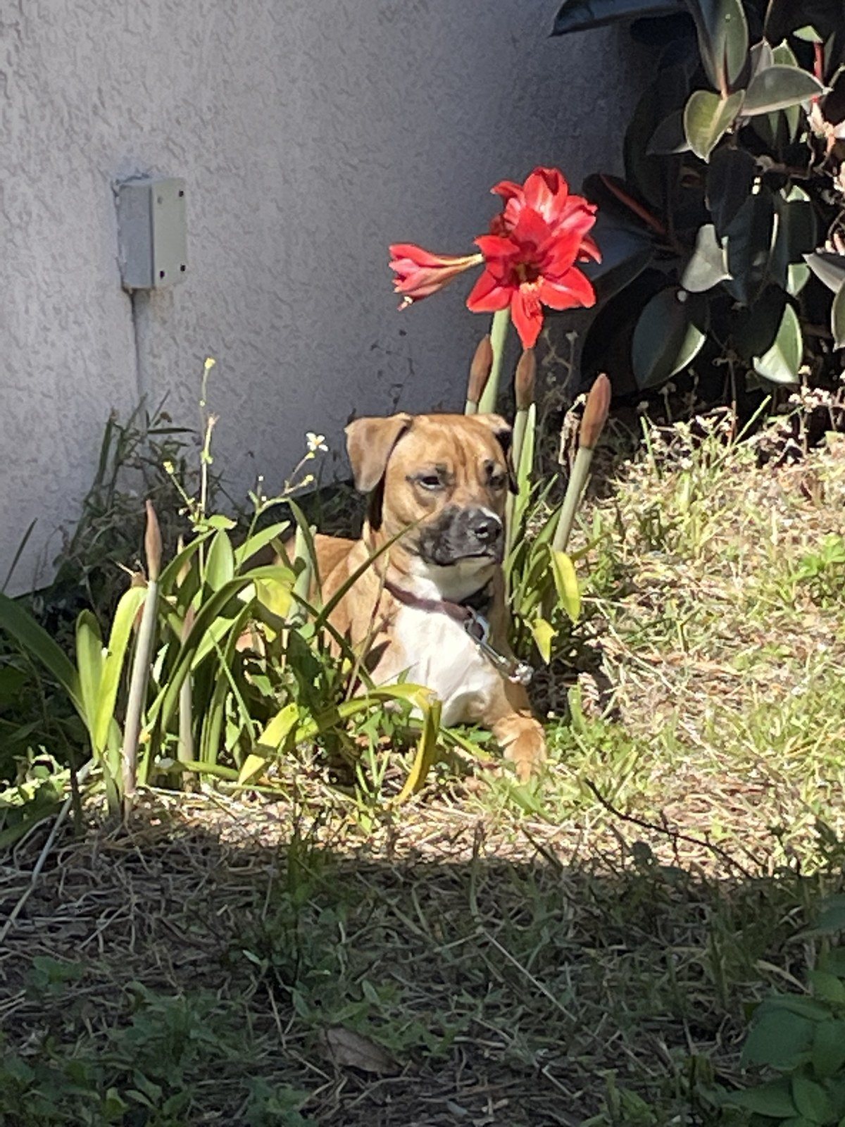 Sweet Pea Identifies As A Flower 😂