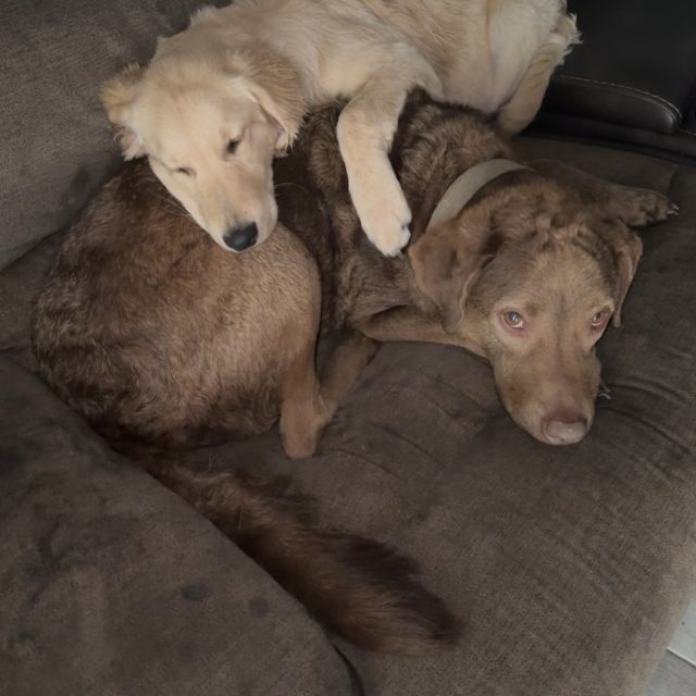 Retriever Family
